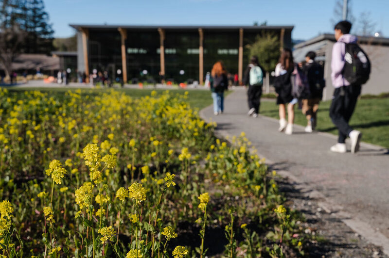 Children walk along a sidewalk towards a school building with yellow flowers blooming beside them during a Branding Photography session in Danville, Ca