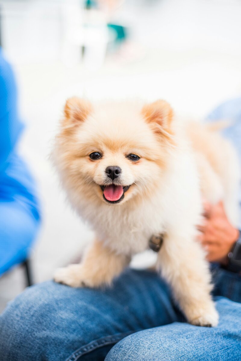 small Pomeranian getting a physical exam from vet
