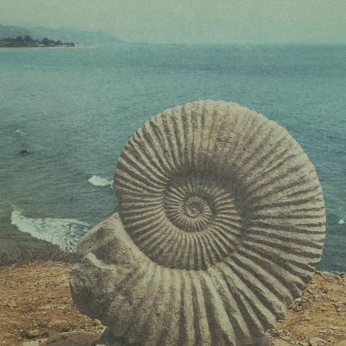 Somatic Coaching for women, the path is a spiral, spirals in nature.