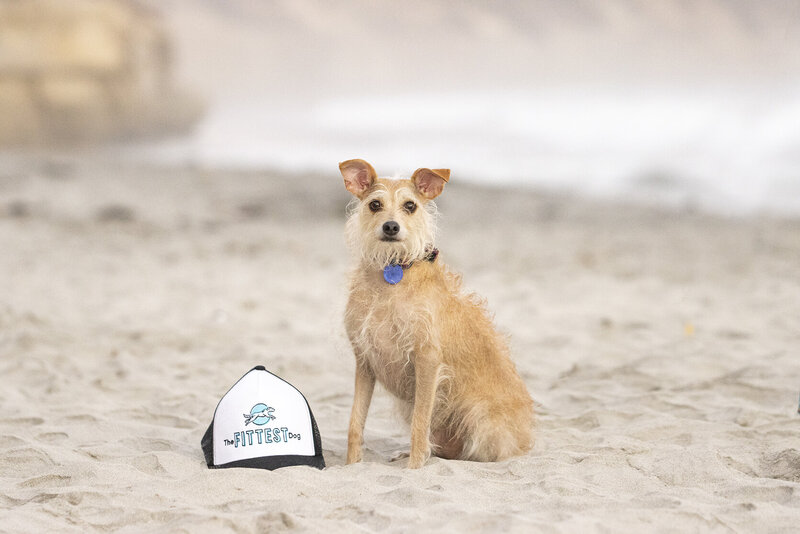 commercial-dog-photographer-california