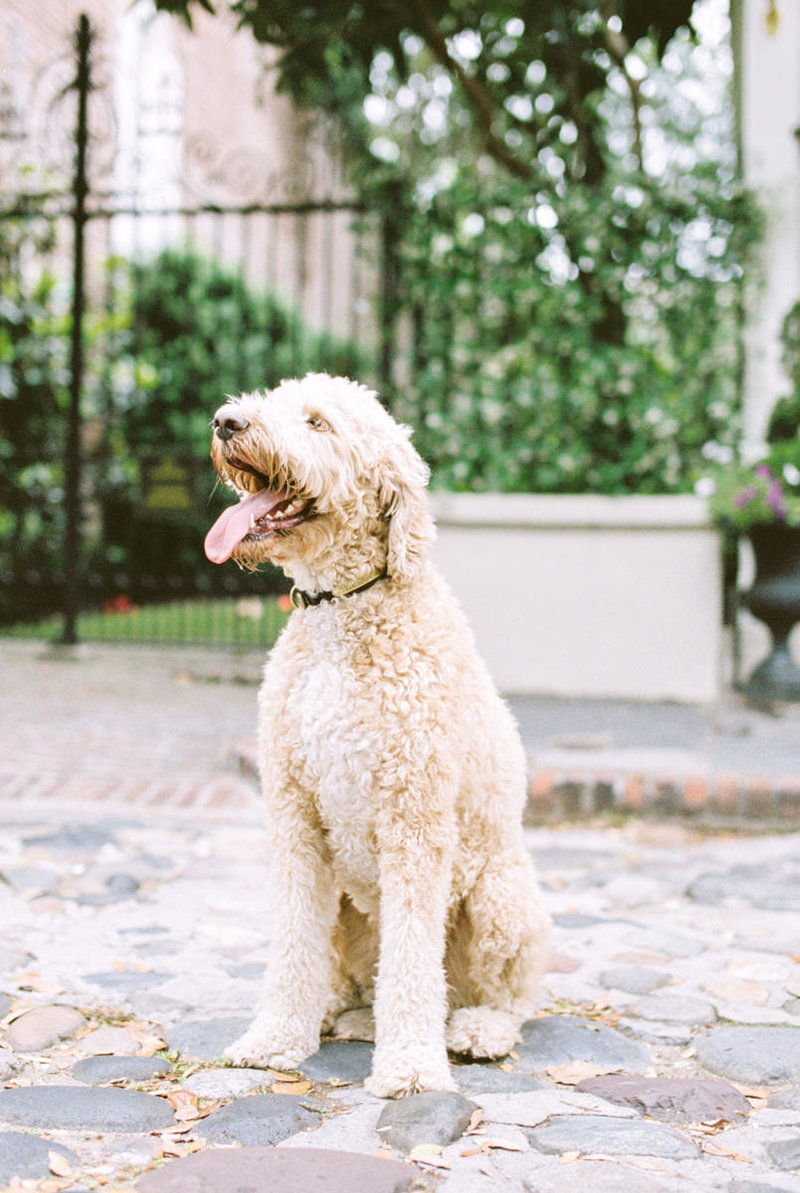 folly-beach-south-carolina-engagement-portraits-dog-18