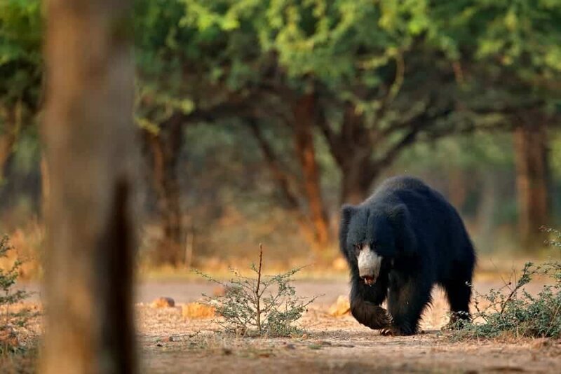 Bears-In-India