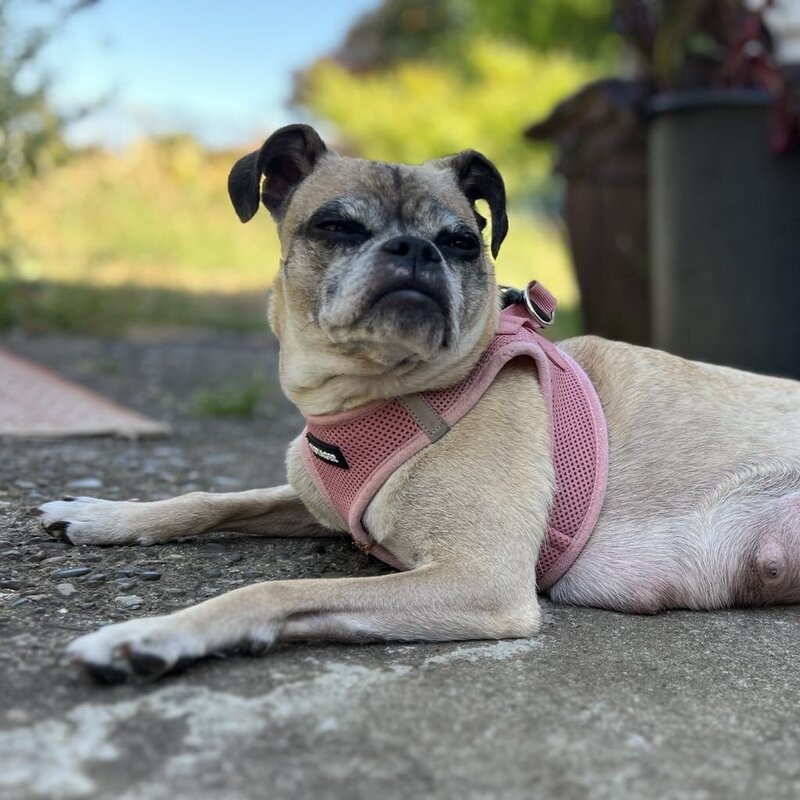Coco (2)