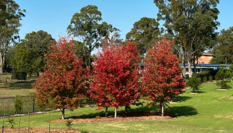 Lipstick maple - October Glory - Acer Rubum - Sydney Plant Nursery - Go Green Nurseries