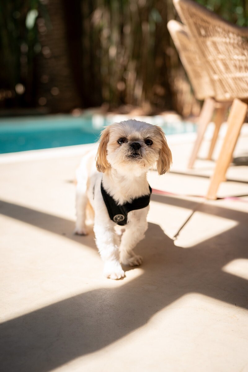 Saint-Tropez_Wedding_Photographer-13