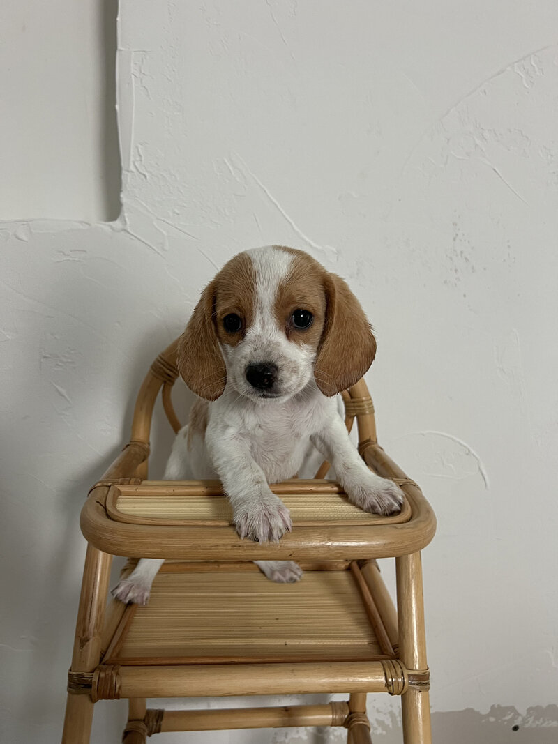 Pocket Beagle Puppies For Sale