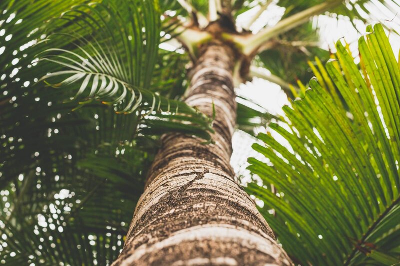 looking up at a palm tree