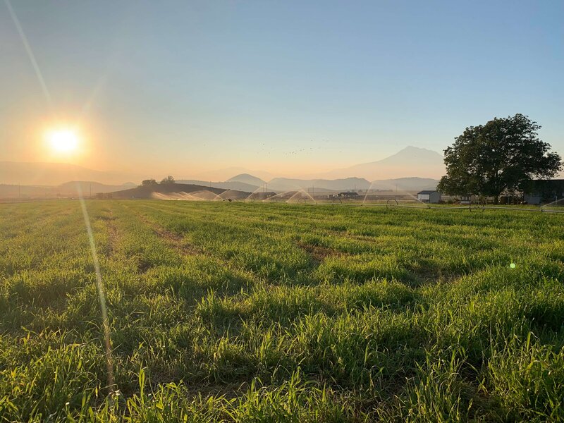 Shasta Valley farmland at sunrise representing agriculture in California