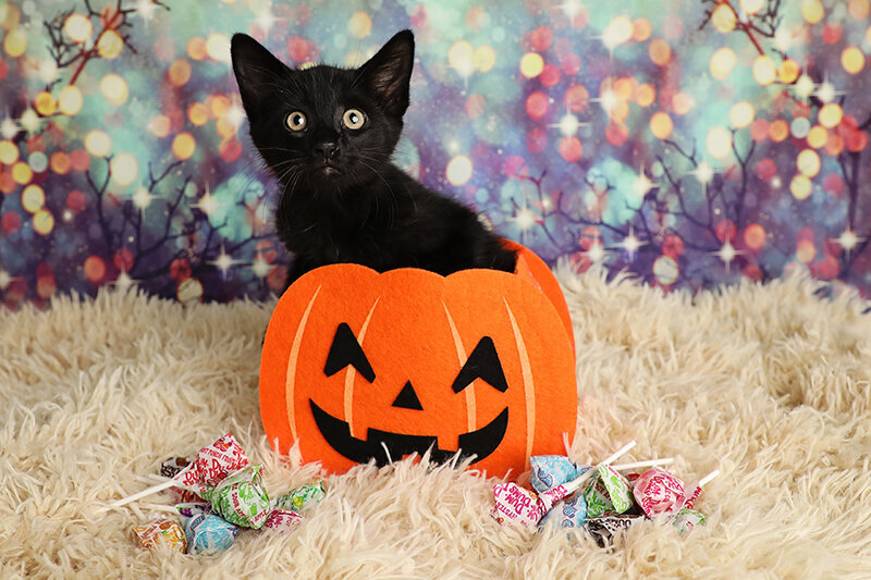 Halloween Kitten 06