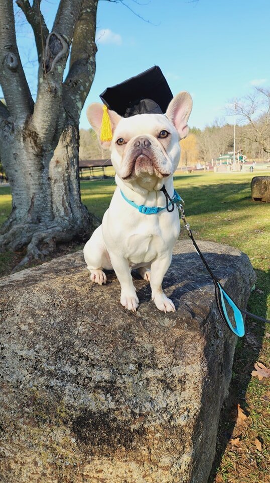 A french Bulldog with a graduation cap on after completing training