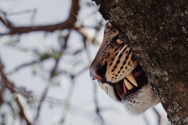 TAASA Safari Wildlife (18)