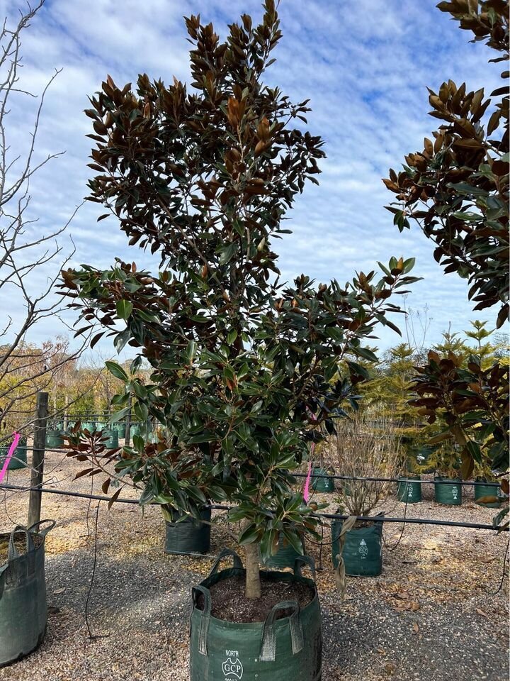 Mature magnolia little gem trees for sale sydney