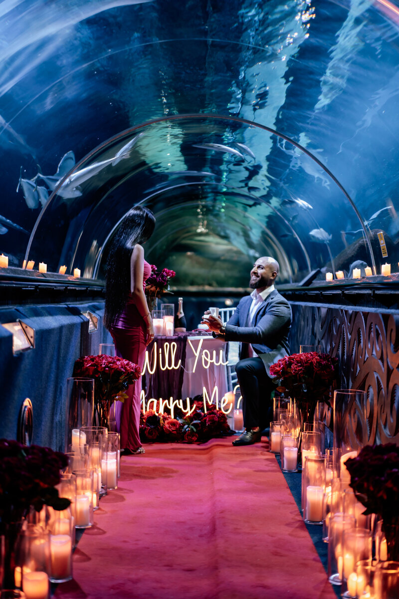 Nawar down on one knee asking Mariam to Marry him in the shark tunnel at Kelly Tarltons Sealife Aqaurium with sharks and fish swimming above them