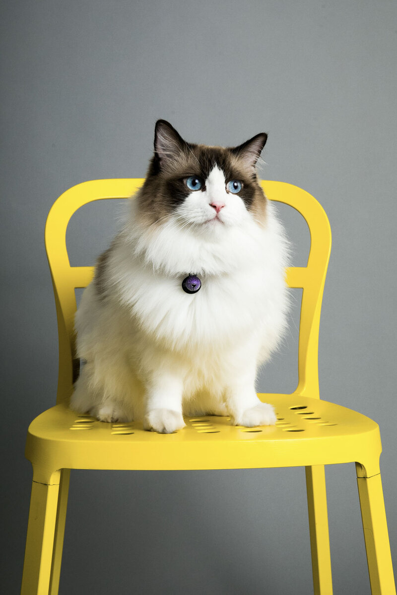 San Francisco pet photography