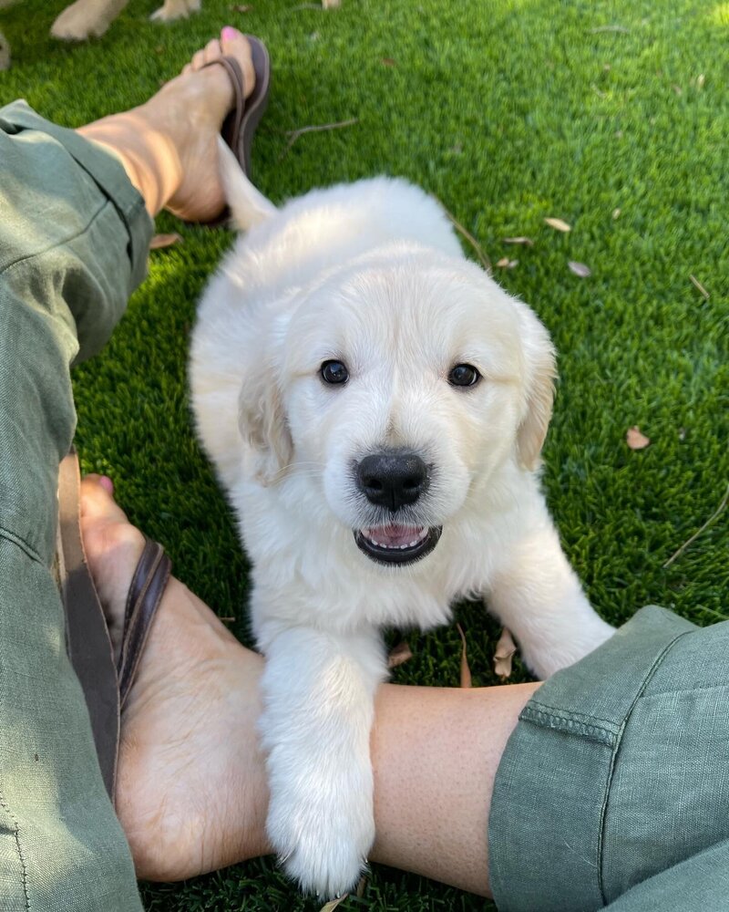 Red goldendoodle puppy Texas breeding.