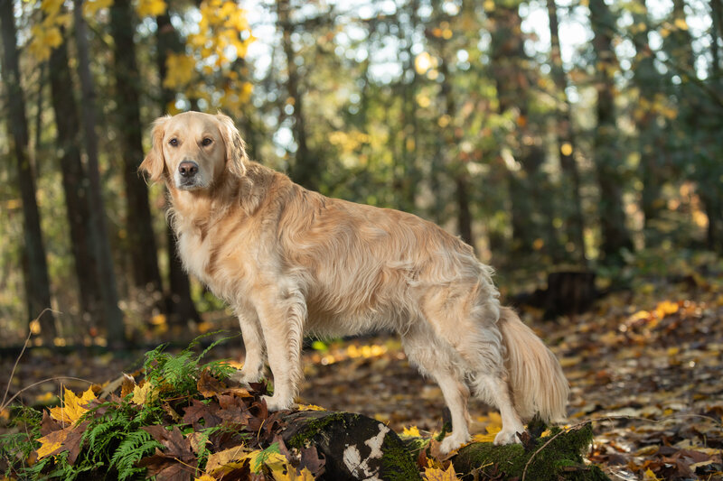 Golden by forest