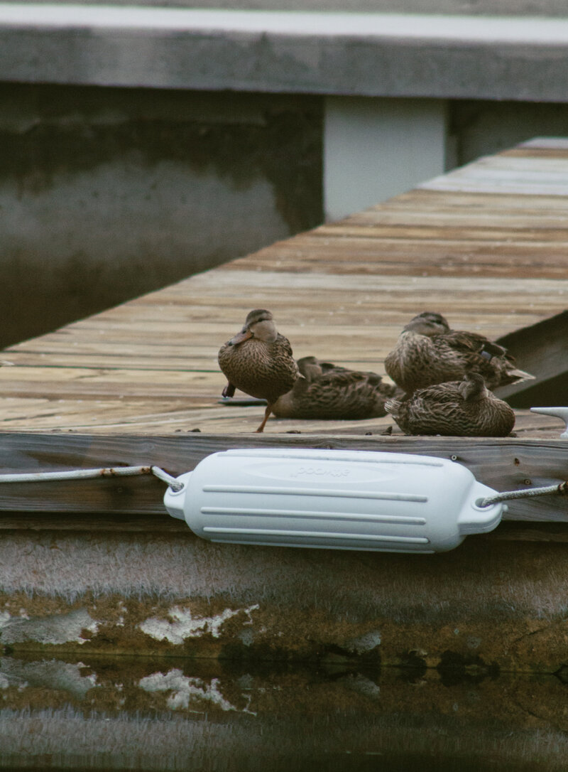 ducksondock