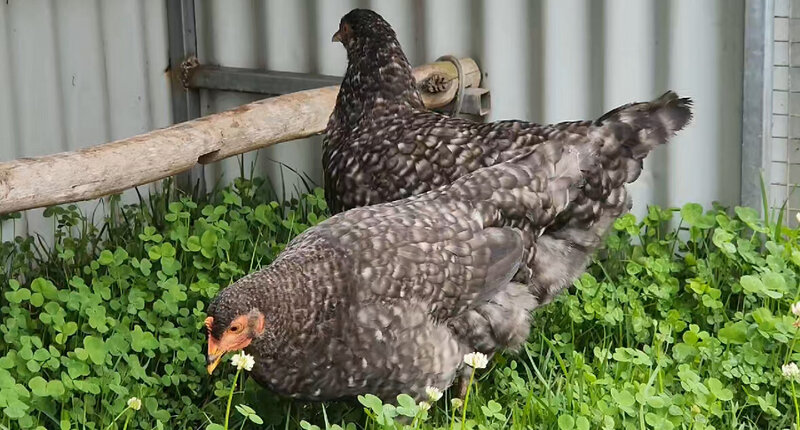 Chicken