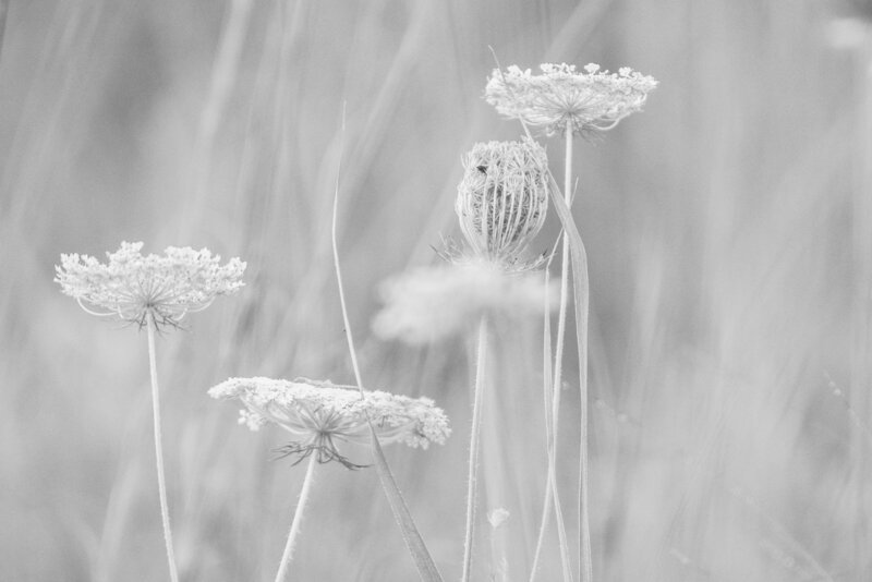 Queen Anne's lace flowers on webpage