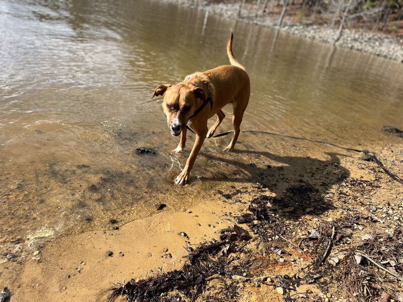 Creek pup