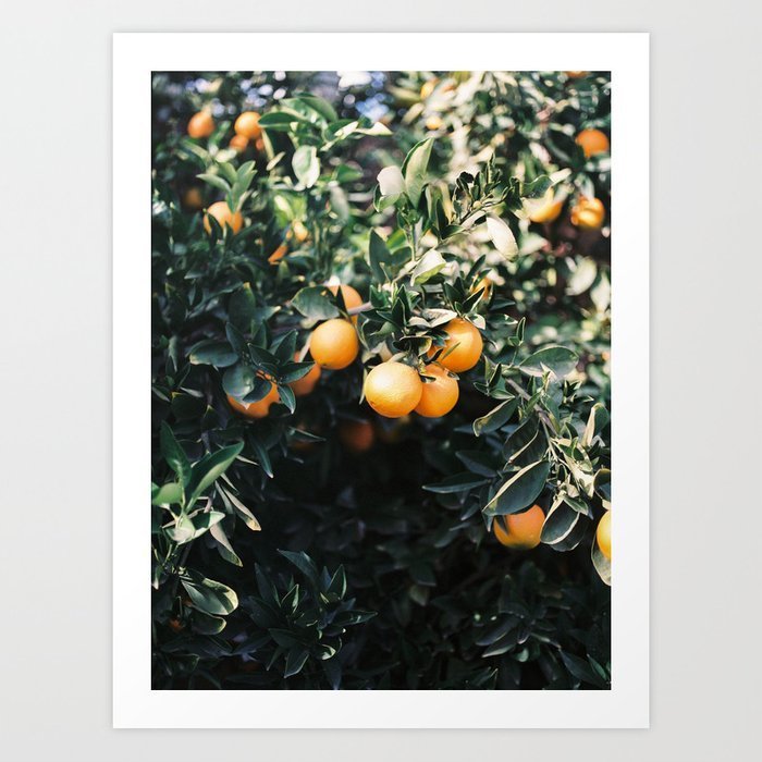 oranges-moody-colorful-travel-photography-botanical-green-wall-with-oranges1887026-prints