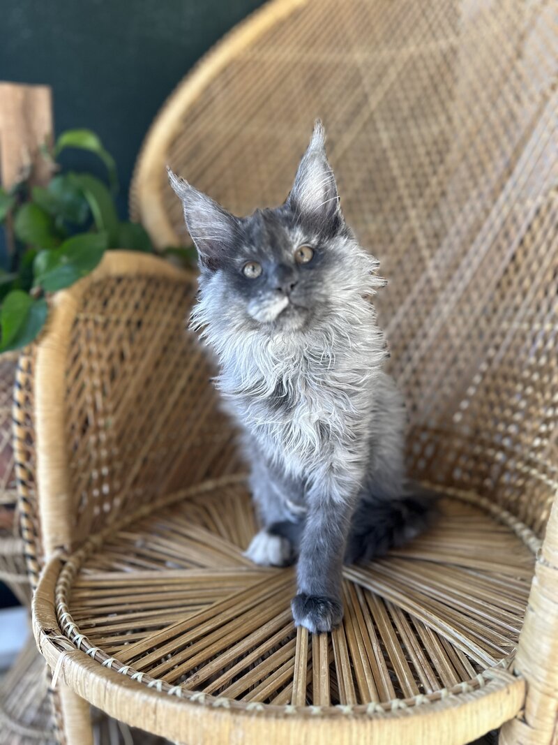 Kitten Demi (2)