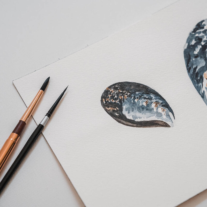 Detail of a watercolor painting of a blue mussel shell by artist Amy Duffy