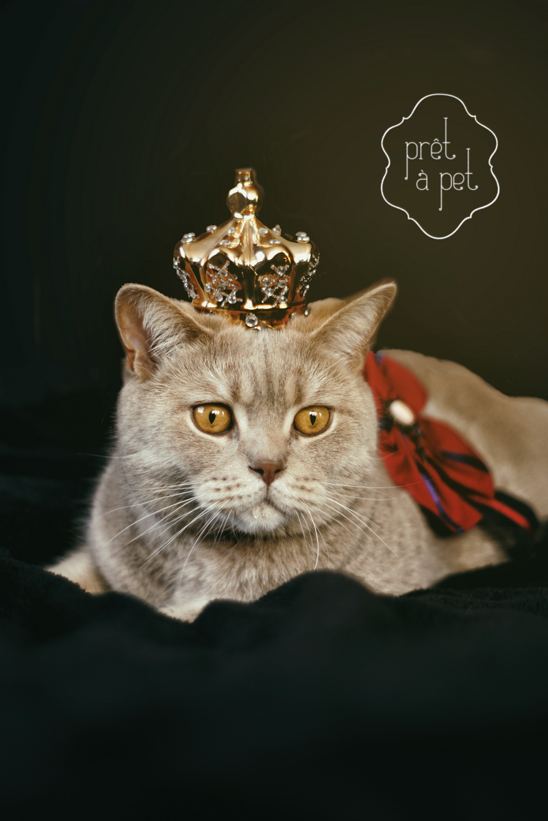 pret a pet cat 4