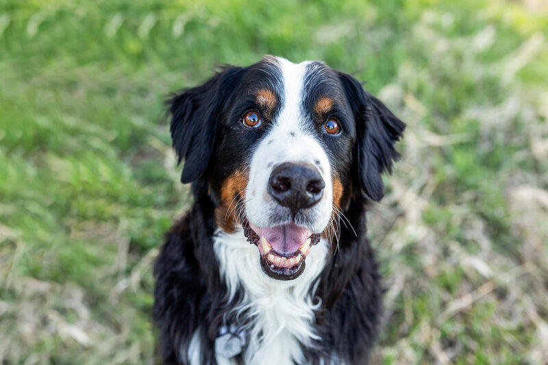 colorado-pet-photographer-38