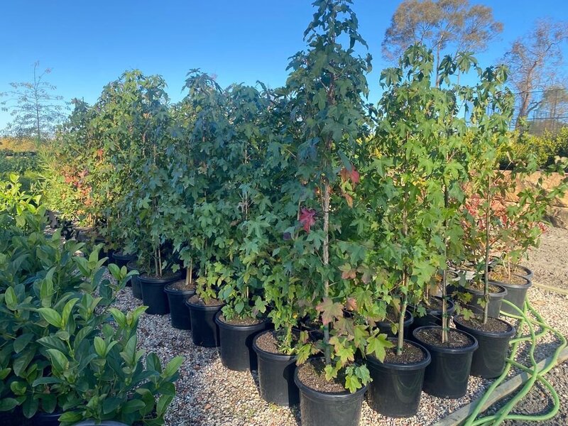 LIQUIDAMBAR STYRACIFLUA - mature trees sydney