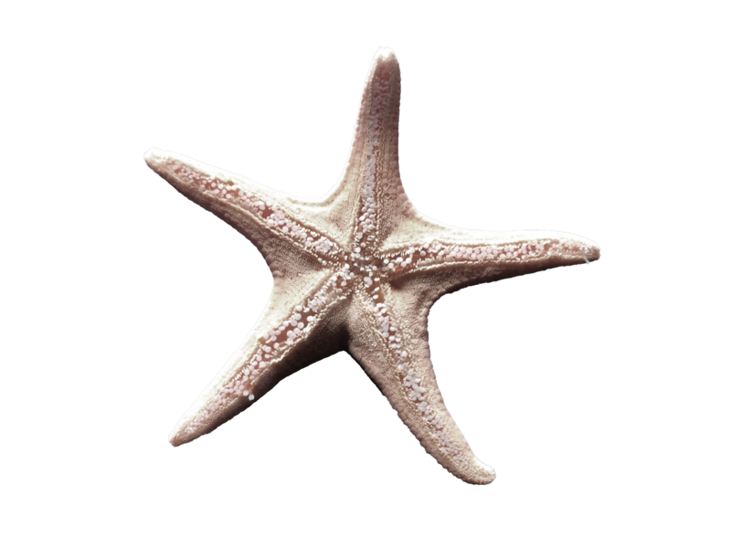 starfish