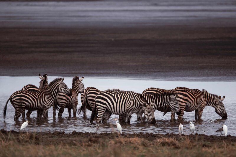 TAASA Safari Wildlife (10)