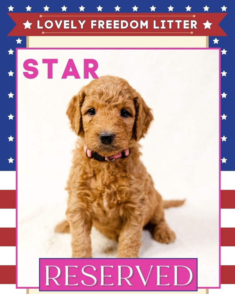 Freedom - Pink Stars Female
