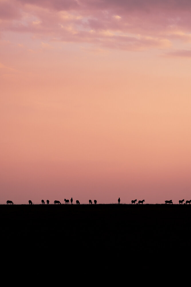safariedited-245-Edit