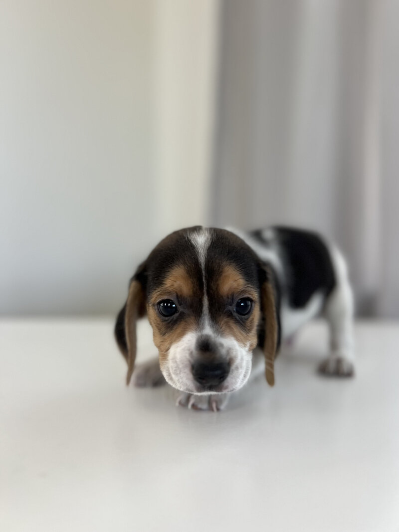 Pocket Beagle Puppies For Sale