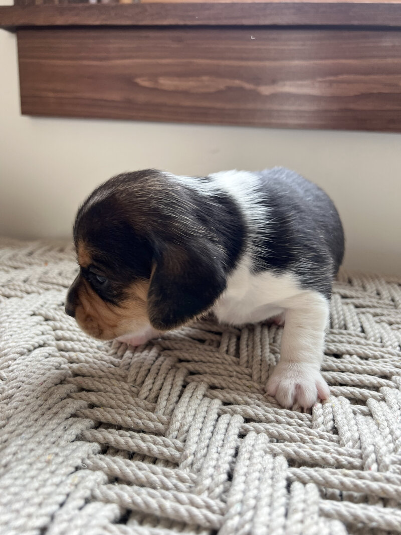 Pocket Beagle Puppies For Sale