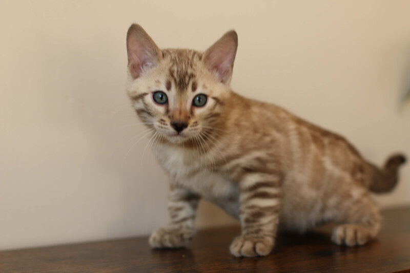 Sienna x Benny_Blue_1