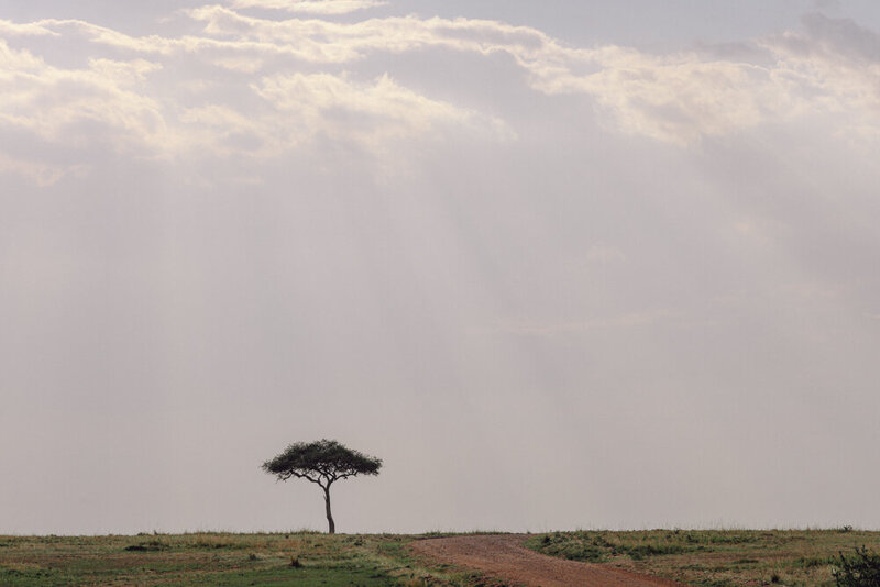 safariedited-166