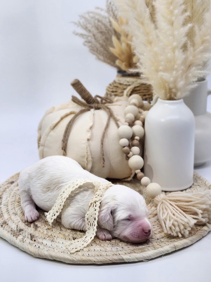 7b1aff8e-6928-4810-a836-1377c3d7003d