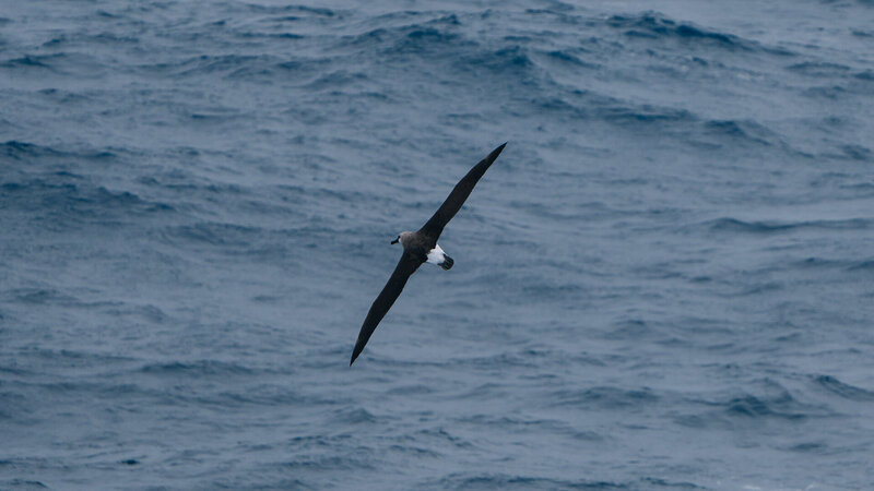20240208_7402010_Drake-Passage_KayFochtmann