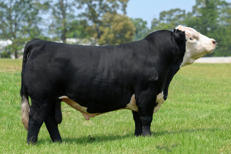 Black Hereford semen for sale on One Night Stand
