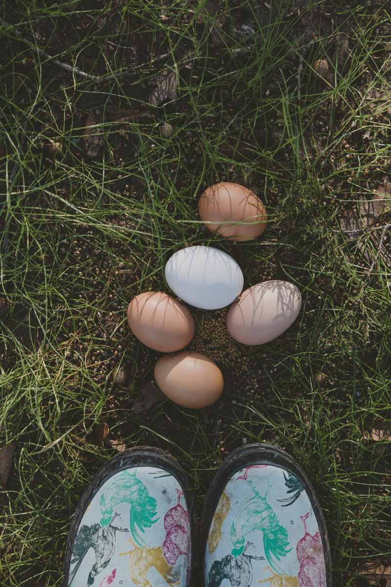 Egg-2