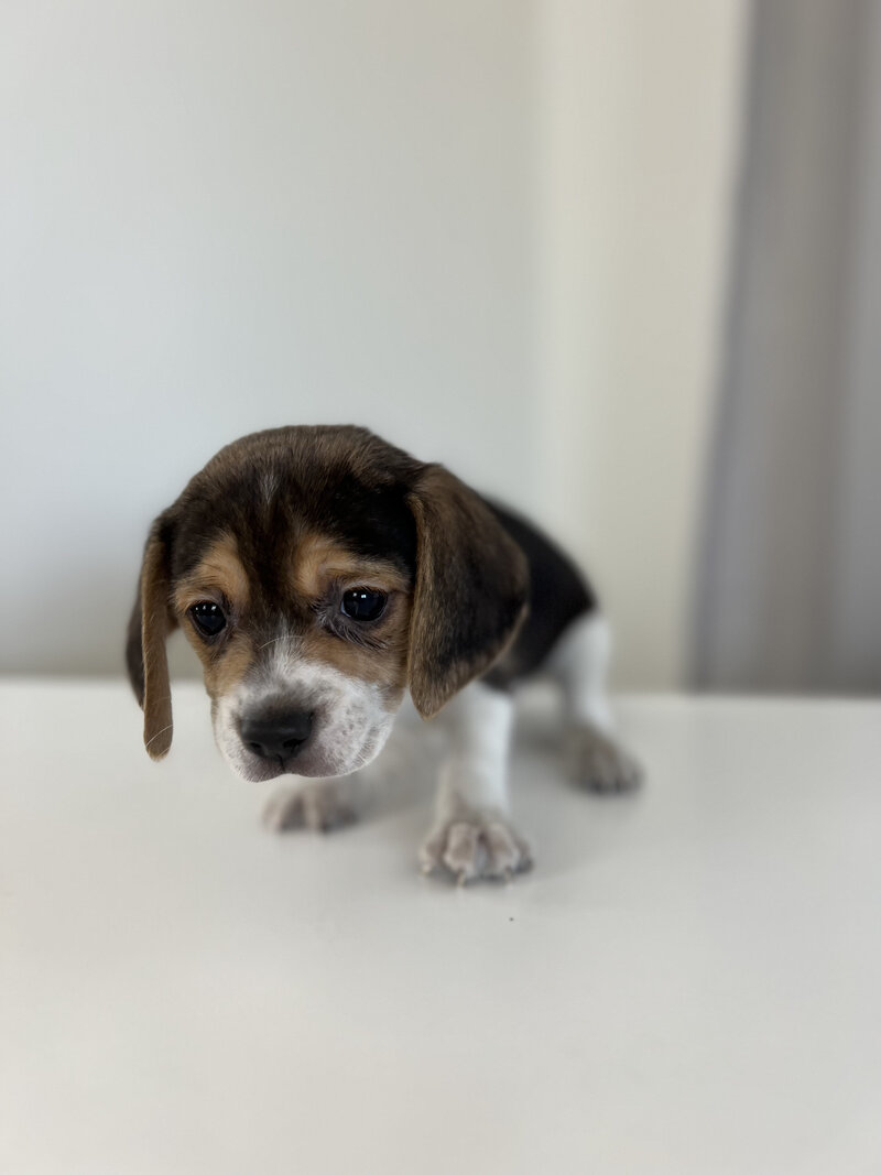 Mini Beagle