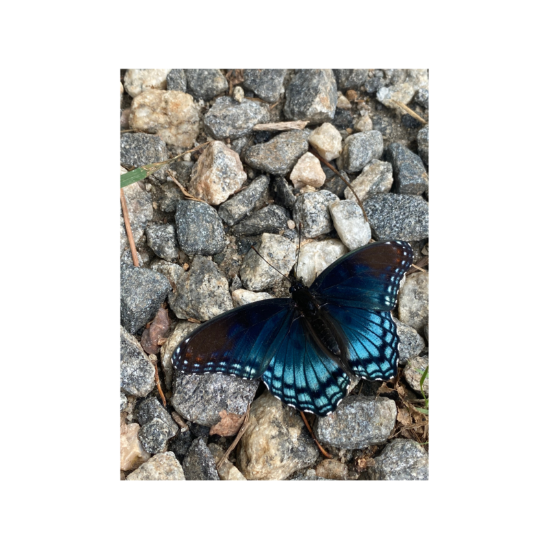 Blue Butterfly resting on a gravel driveway.