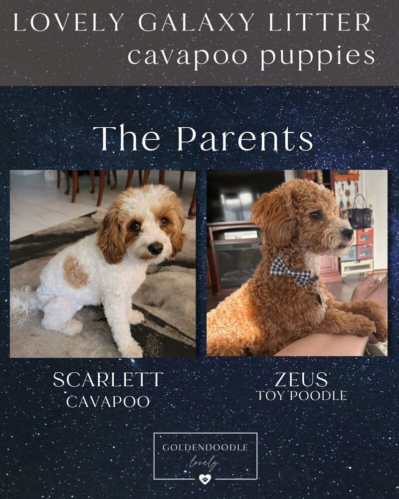 Galaxy The Parents