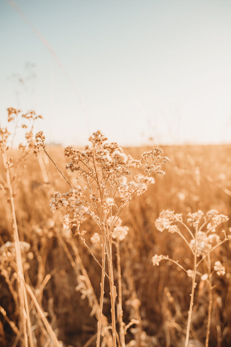 Sunlit wildflowers in a golden field with soft, warm tones capturing a peaceful, autumn atmosphere.