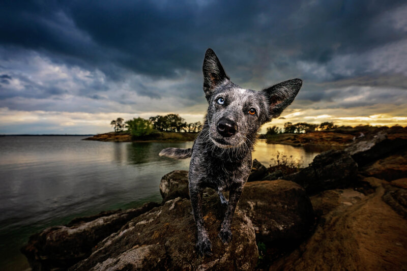 Cattle Dog with poses on the shore of Grapevine Lake under stormy skies.