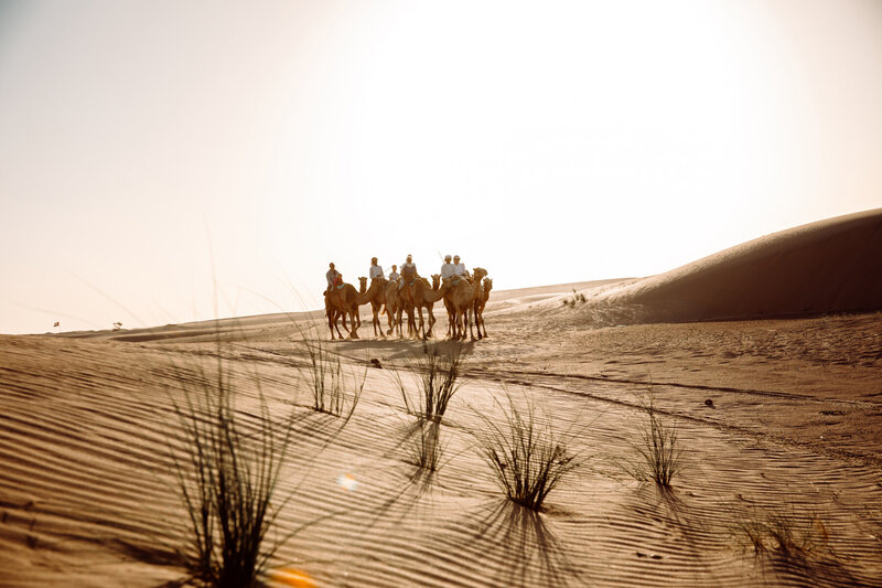 Camel Uschi Camel Trek