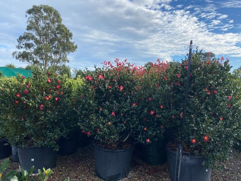 Camellia sasanqua Yuletide - Mature Hedges & Screens Sydney