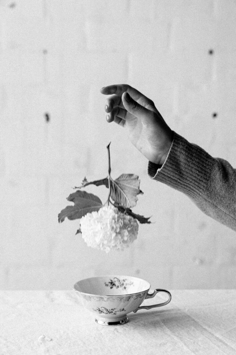 Hand in knit sweater gently holding single flower over ornate vintage teacup in black and white artistic photograph